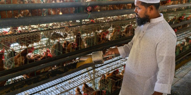 Manik 4 (Poultry) (1)